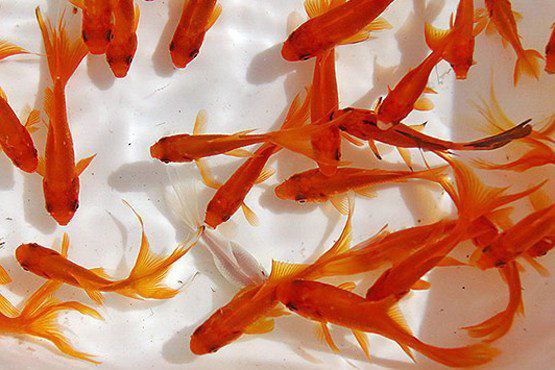 ماهی قرمز می‌تواند بیماری به انسان منتقل کند